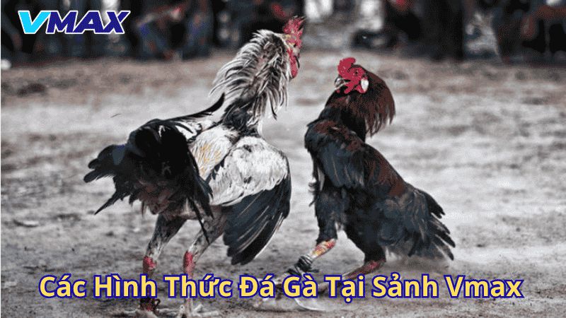 Đá Gà Vmax – Trải Nghiệm Đỉnh Cao Tại Sảnh Cá Cược Hấp Dẫn Nhất Hiện Nay 2 Các hình thức đá gà tại sảnh Vmax