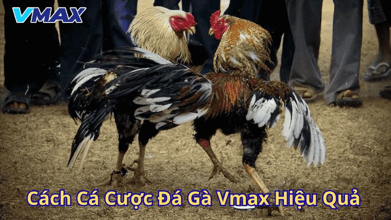 Đá Gà Vmax – Trải Nghiệm Đỉnh Cao Tại Sảnh Cá Cược Hấp Dẫn Nhất Hiện Nay 3 Cách cá cược đá gà Vmax hiệu quả
