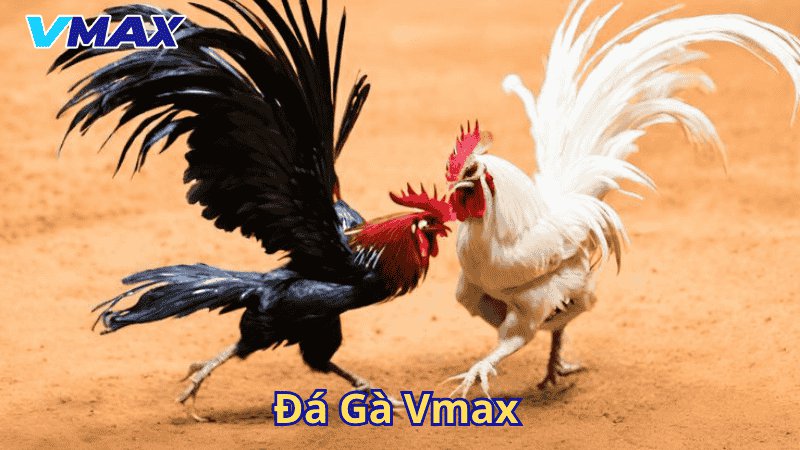 Đá Gà Vmax – Trải Nghiệm Đỉnh Cao Tại Sảnh Cá Cược Hấp Dẫn Nhất Hiện Nay 1 Đá gà Vmax
