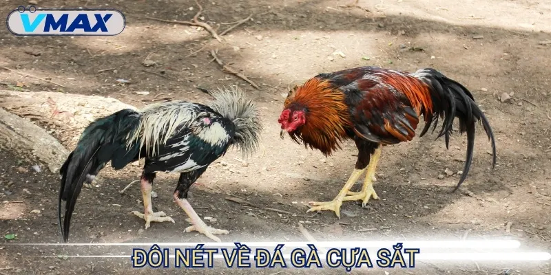 Đá Gà Cựa Sắt - Đấu Trường Quyết Liệt Của Hàng Ngàn Chiến Kê 2 Đá gà cựa sắt là loại hình thi đấu được đông đảo kê thủ lựa chọn