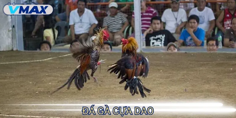 Đá Gà Philippines - Kịch Tính Từng Cú Đá, Hồi Hộp Nghẹt Thở 4 đá gà philippines cựa dao