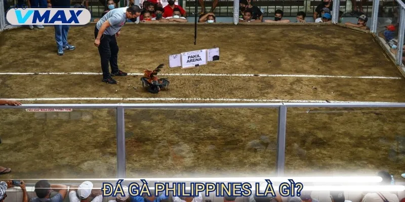 Đá Gà Philippines - Kịch Tính Từng Cú Đá, Hồi Hộp Nghẹt Thở 2 đá gà philippines đặc trưng