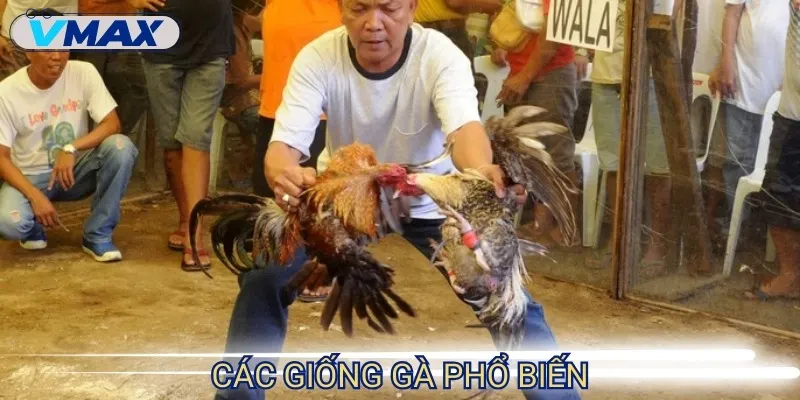 Đá Gà Philippines - Kịch Tính Từng Cú Đá, Hồi Hộp Nghẹt Thở 3 đá gà philippines giống gà