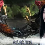 Đá Gà Tre VMAX - Trải Nghiệm Không Khí So Tài Kịch Tính 1 đá gà tre