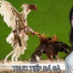 Trực tiếp đá gà hôm nay - Căng thẳng và hồi hộp từng phút 1 trực tiếp đá gà