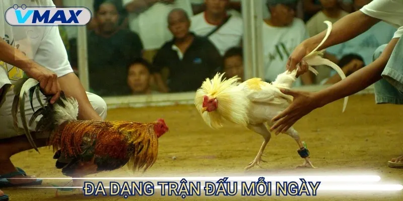Trực tiếp đá gà hôm nay - Căng thẳng và hồi hộp từng phút 4 trực tiếp đá gà đa dạng